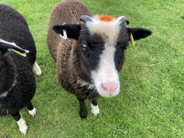Image 2 of Shetland sheep wether lambs (castrated rams) for sale