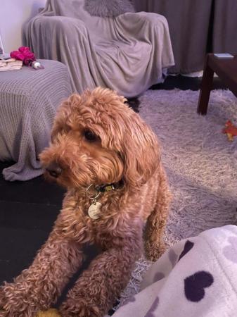 Cavapoochon toy puppies for sale - Image 5 of 12