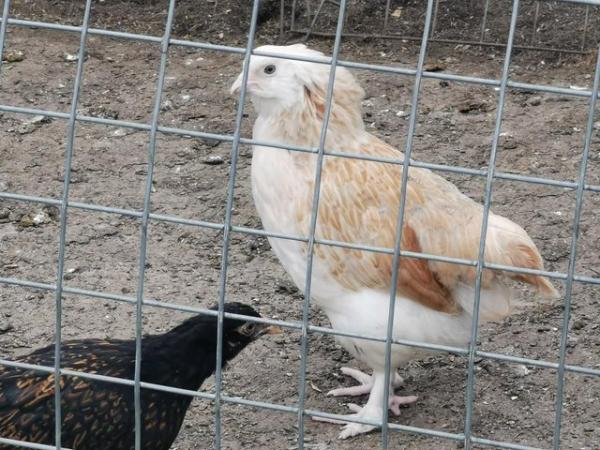 Image 11 of PURE BREED HENS, SALMON FAVEROLLE'S, ORPINGTON'S, CHICKENS