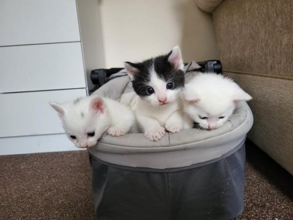 Image 9 of 2 male kittens (pure white sold)