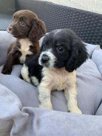 Image 6 of Cocker spaniel puppies  ready to leave