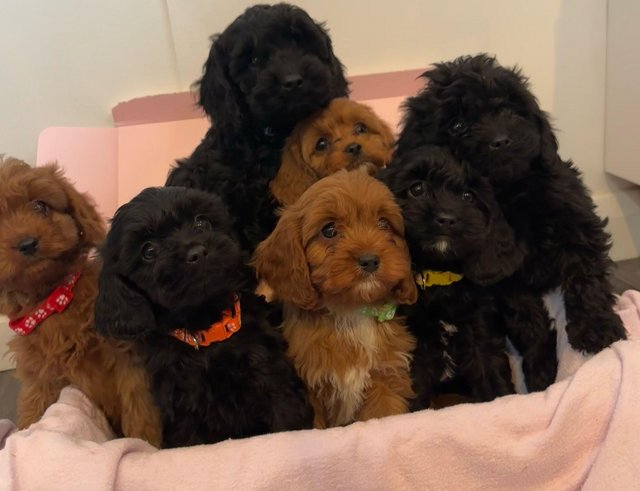 Preview of the first image of Gorgeous cavapoo puppies.