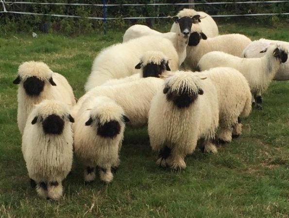 Image 2 of FLOCK REDUCTION Valais females available various ages