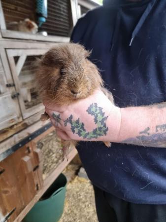 Image 10 of Baby boar guinea pigs for sale