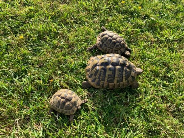Image 4 of 3 x Hermann’s tortoise for sale