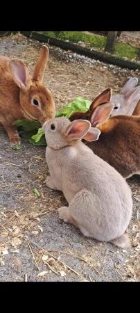 Image 3 of Farm Bred Young Mini Rex Bunnies for sale