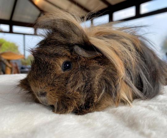Image 1 of Funky longhaired baby guinea pigs