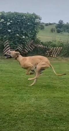 Image 4 of Very good working lurcher