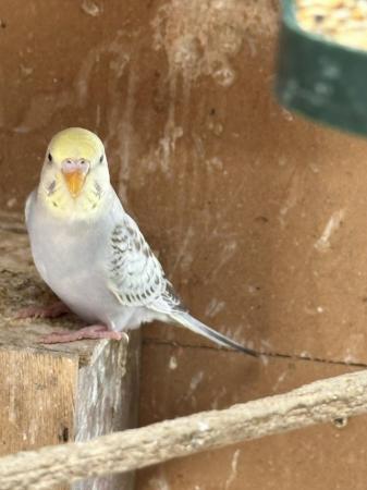 Image 2 of Young beautiful budgies