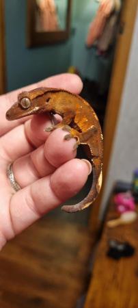 Image 1 of Crested geckos for sale, a variety of ages and colours