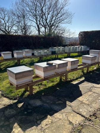 Image 2 of Overwintered 2023-4 Honey Bee Nucs for Sale
