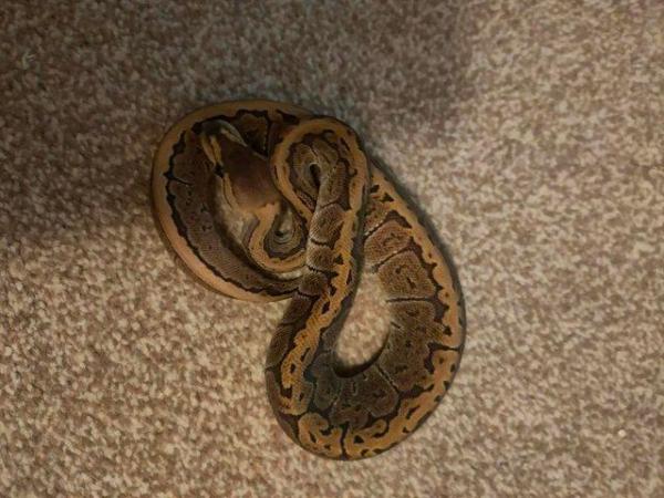 Image 4 of CB23 Various Royal Pythons for sale