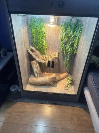 Image 2 of 2 years old breaded dragon with set up