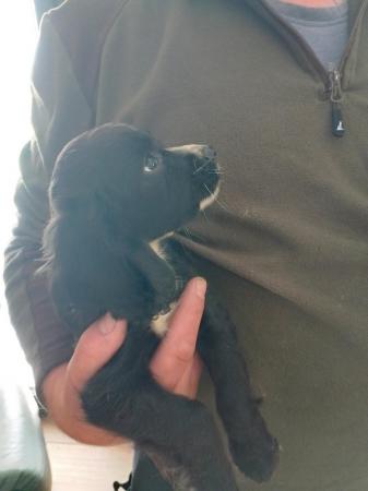 Image 10 of Working cocker spaniel puppies