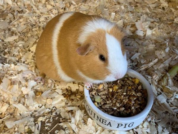 Image 5 of 3 baby boy guinea pigs for sale