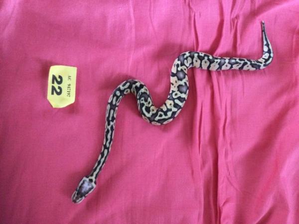 Image 5 of Female super pastel baby royal python