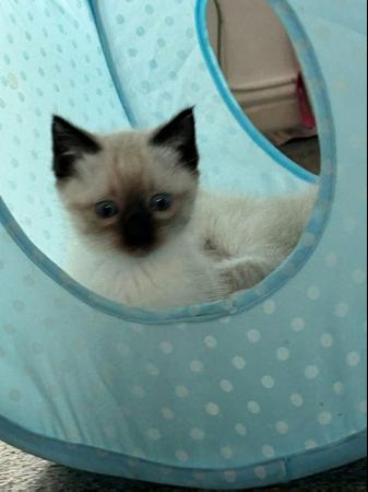 Image 3 of 12 week old male Seal Colourpoint Ragdoll kitten for sale