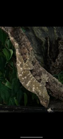 Image 5 of Nuu Ami Leachianous gecko