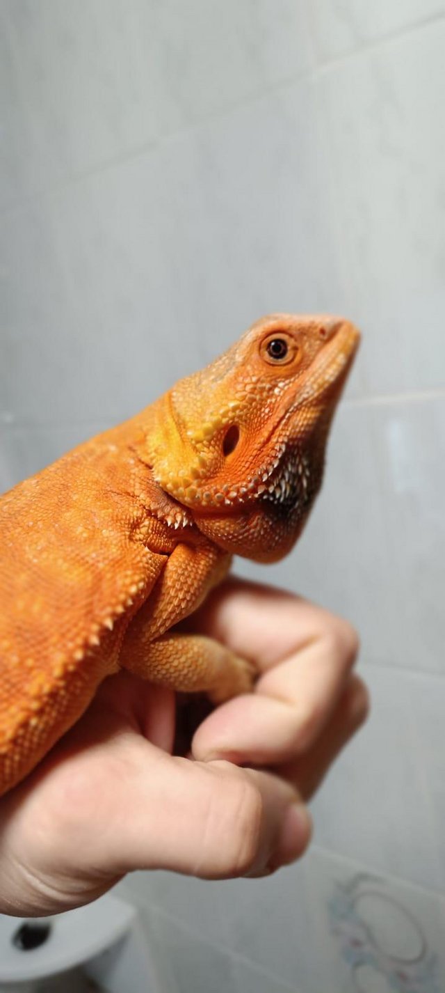 Preview of the first image of Red trans letherback 66%het Hypo 50% het Wero female.