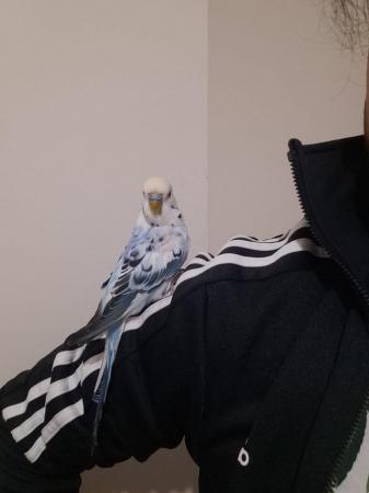 Image 4 of Hand tamed budgie for sale