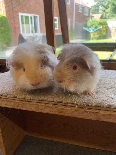 Sweet Baby Sheltie Longhaired Guinea Pig Boars — Pets & Animals in Witham