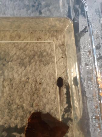 Image 1 of Dendrobates leucomelas tadpoles available