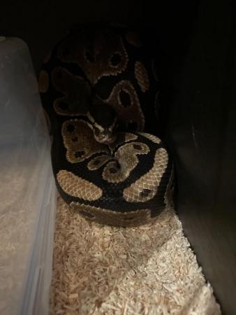 Image 2 of Male Het albino royal python and cage