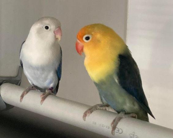 Image 11 of Lovebirds spit fallow and fallows
