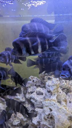 Image 2 of Frontosa cichlids various sizes for sale £30 -60