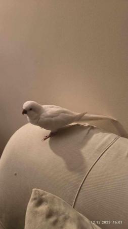 Image 3 of Tamed and cuddly white baby Quaker parrot DNA tested hen