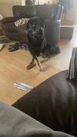 Image 5 of Husky X Rottweiler 4-5 Years Old