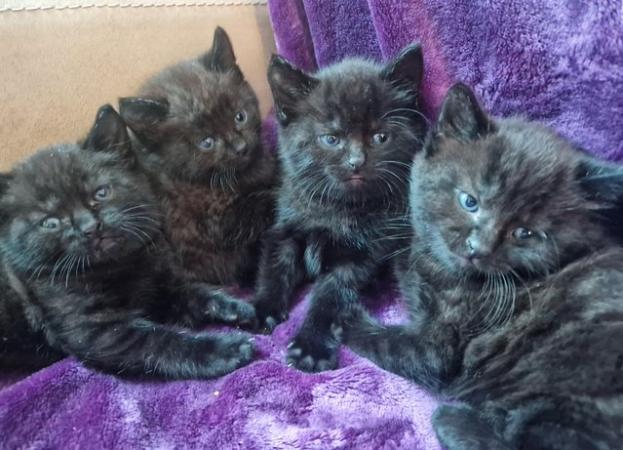 Image 3 of 3 Little Full Black Kittens