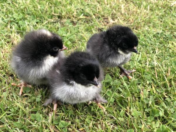 Image 1 of Olive Egger chicks- Day olds to weeks old, unsexed