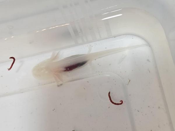 Image 4 of Baby axolotls Pink (leucistic) & albino types available