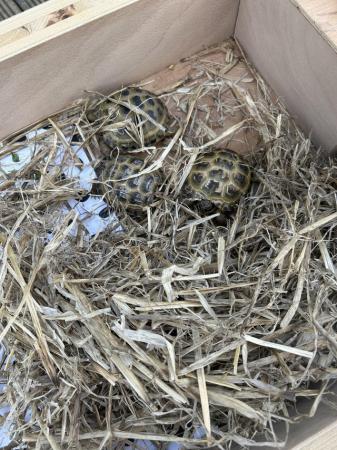 Image 3 of Horsefield tortoise about 2 yr old