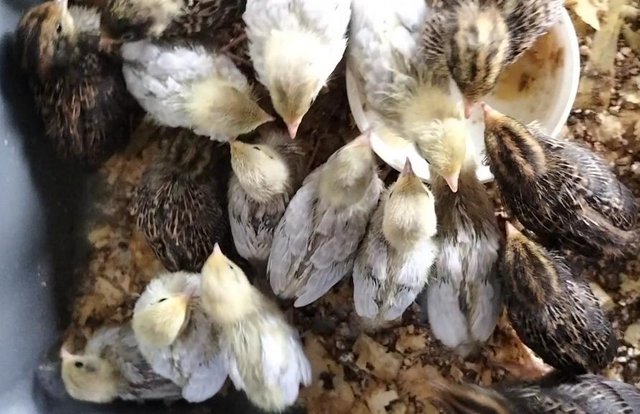 Image 4 of Chinese painted quail chicks for sale
