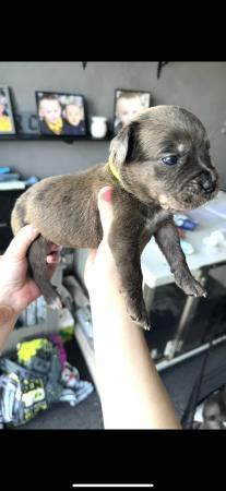 Image 11 of Amazing high quality Cane Corso Puppies