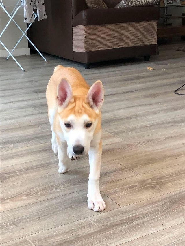 14 week old boy husky/german shepherd for sale — photo 3 of 4