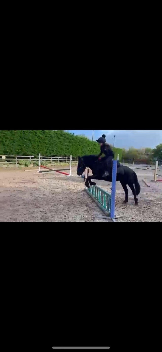 Preview of the first image of 12.1hh Irish jumping pony.