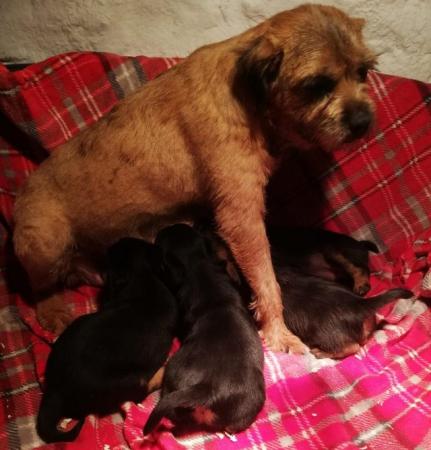 Image 4 of BORDER TERRIER PUPPIES AWAITING THEIR NEW HOMES