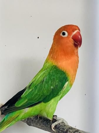Image 8 of Fischers Lovebirds mutations available