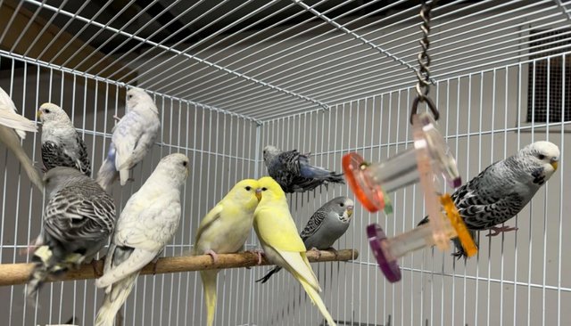 Image 6 of Beautiful Baby Budgies for sale