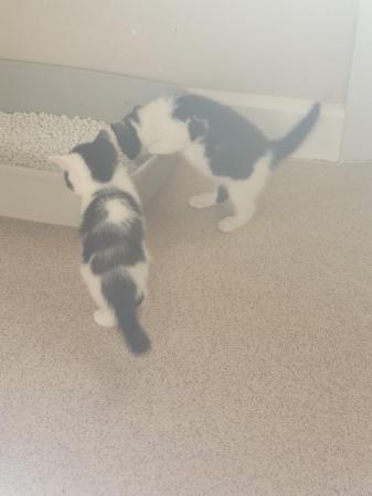 Image 5 of Black and white kitten for sale