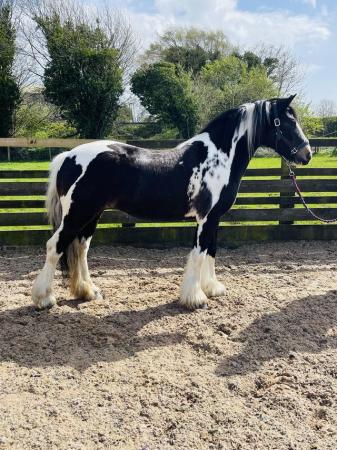 Image 3 of Cob Skewbald mare 4 years old 13.1hh