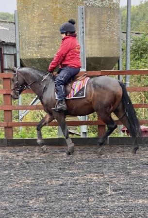Image 1 of Looking for a new home 14.1 mare