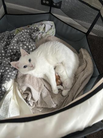 Image 3 of White female kitten ready now!