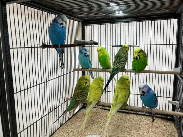 Image 4 of Exhibition Budgerigars for sale
