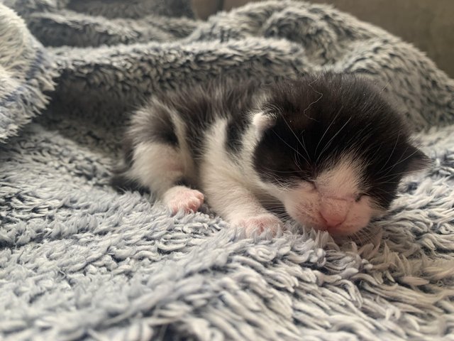Preview of the first image of 2 week old kittens looking to find there forever home.
