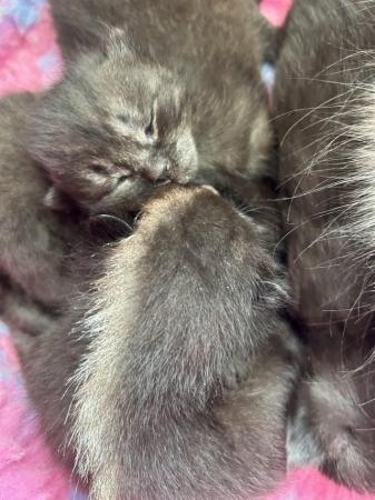 Image 3 of Beautiful Dark Silver Tabby and Black Kittens TWO LEFT