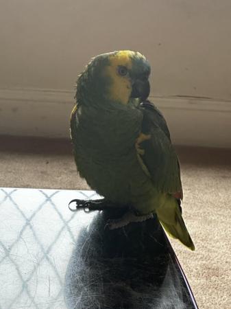 Image 5 of Fully tame and very talkative Amazon parrot